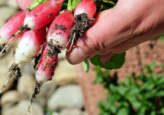 Planter des pommes de terre germées : quelques astuces pratiques