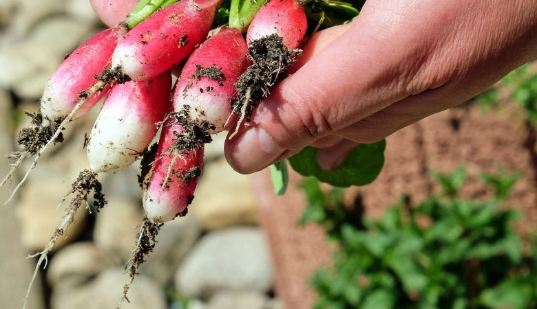 Planter des pommes de terre germées : quelques astuces pratiques